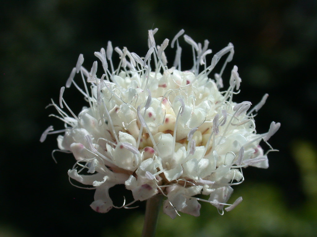 Cephalaria leucantha / Vedovina a teste bianche